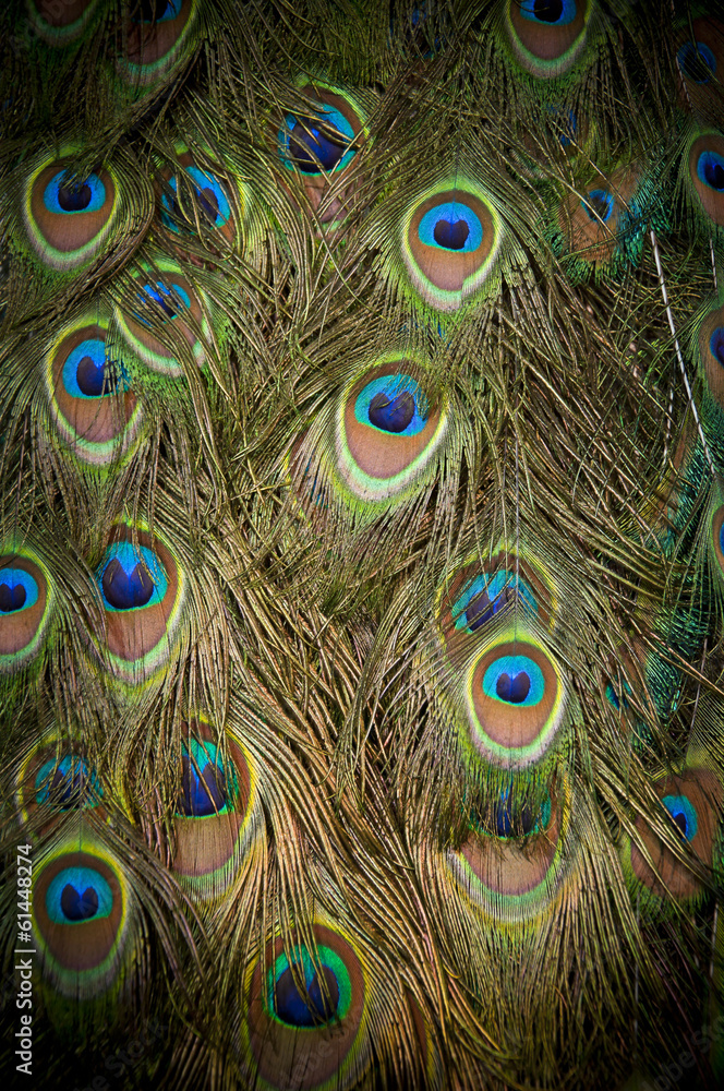 Obraz premium Peacock feathers