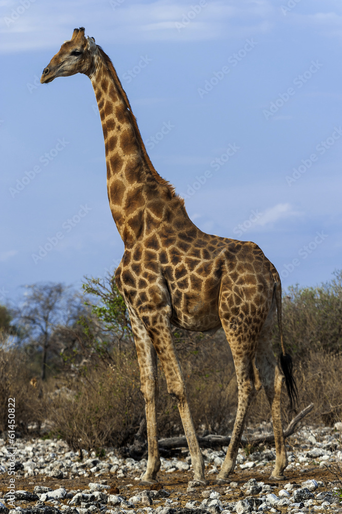 Giraffe, Etosha Nationalpark in Namibia
