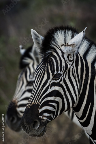Zebra im Etosha Park, Namibia