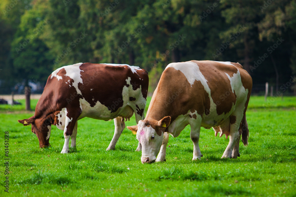 Cows on green meadow