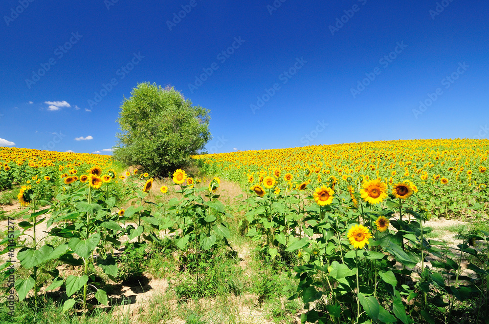 Naklejka premium Sunflower field
