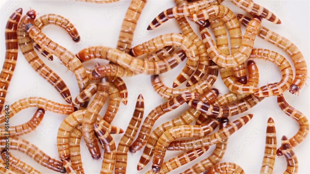 Set of 3 views Zophobas morio (worms) close up backgrounds Set of 3 views Zophobas morio (worms) close up backgrounds
