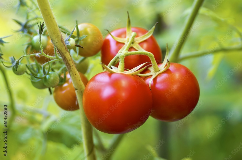 Plants with red tomatoes in vegetable garden.