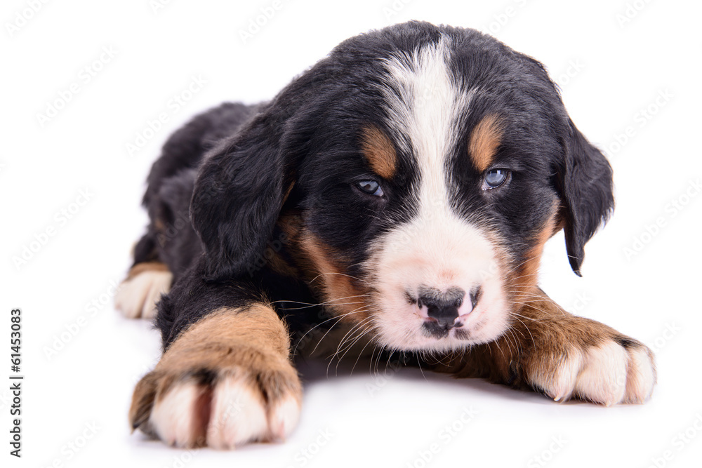 Puppy Bernese Mountain Dog