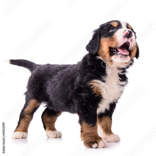 Puppy Bernese Mountain Dog