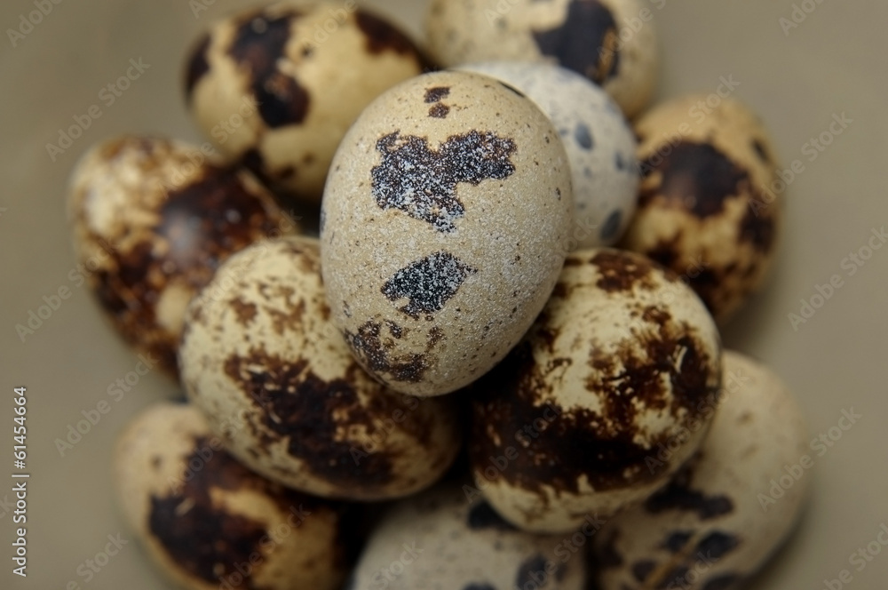 Obraz premium Bıldırcınım