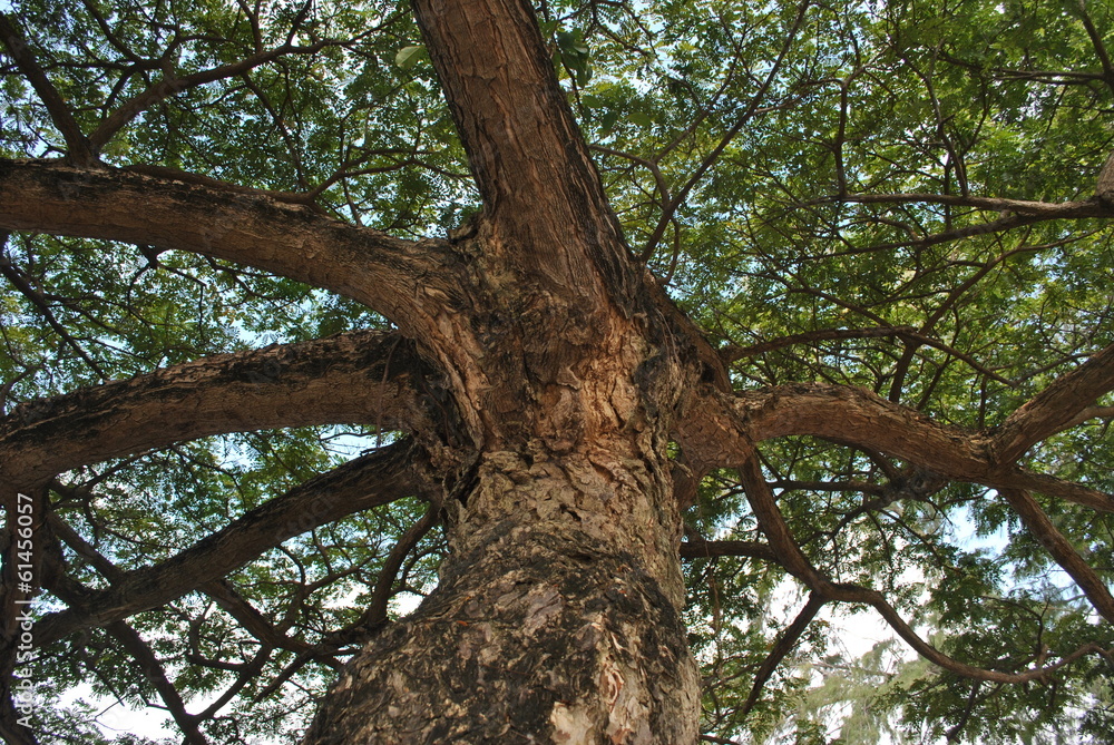 Fototapeta premium Tree Branch