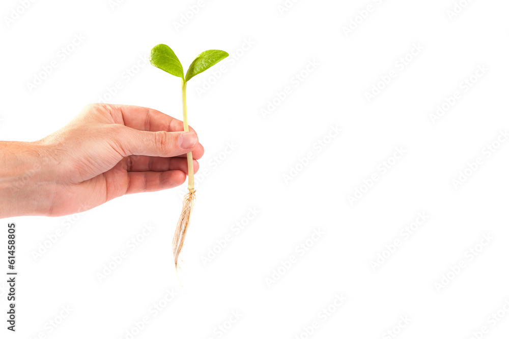 Male hand hold a small sprout and an earth handful Male hand hold a small sprout and an earth handful