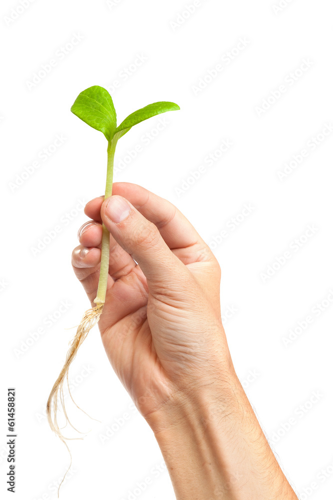 Male hand hold a small sprout and an earth handful Male hand hold a small sprout and an earth handful