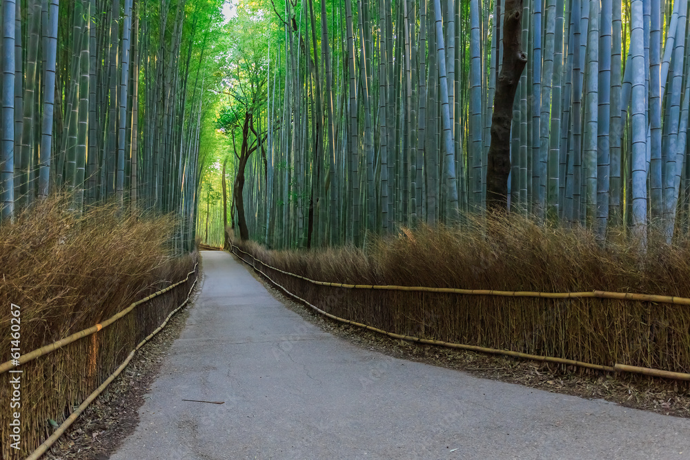 Fototapeta Chikurin-no-Michi (Bambusowy Gaj) w Arashiyama w Kioto