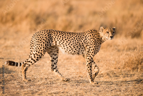 Cheetah in Serengeti National Park  Tanzania
