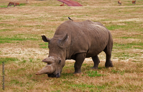 rhino in nature