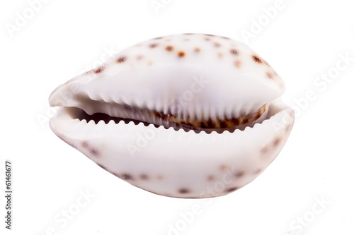 Shell Of Tiger Cowrie ( Cypraea tigris )