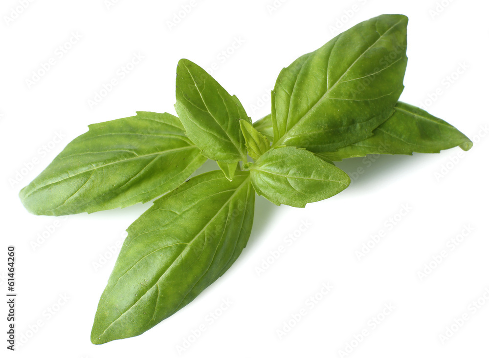 Green fresh basil, isolated on white Green fresh basil, isolated on white