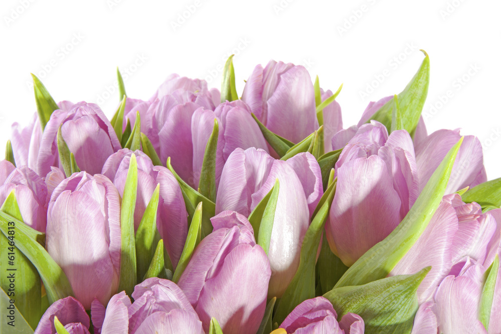 Pink tulips