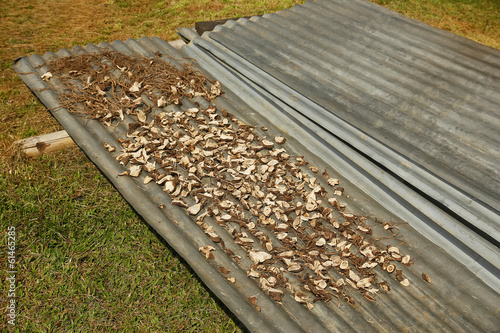 Kava root drying in Navala village, Viti Levu island, Fiji photo