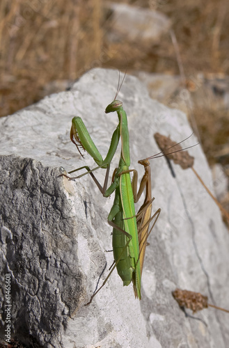 mantide religiosa (Mantis religiosa)