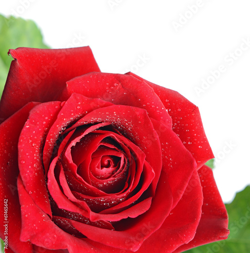 Red rose flower isolated on...