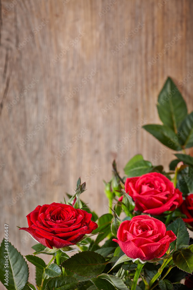 Naklejka premium red roses