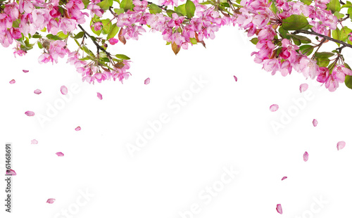 apple tree blossom branches and falling petals