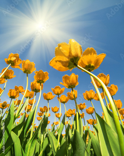 yellow tulips growing to bright sun