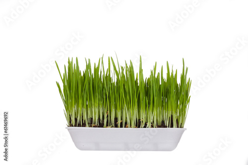 plastic container with young green sprouts