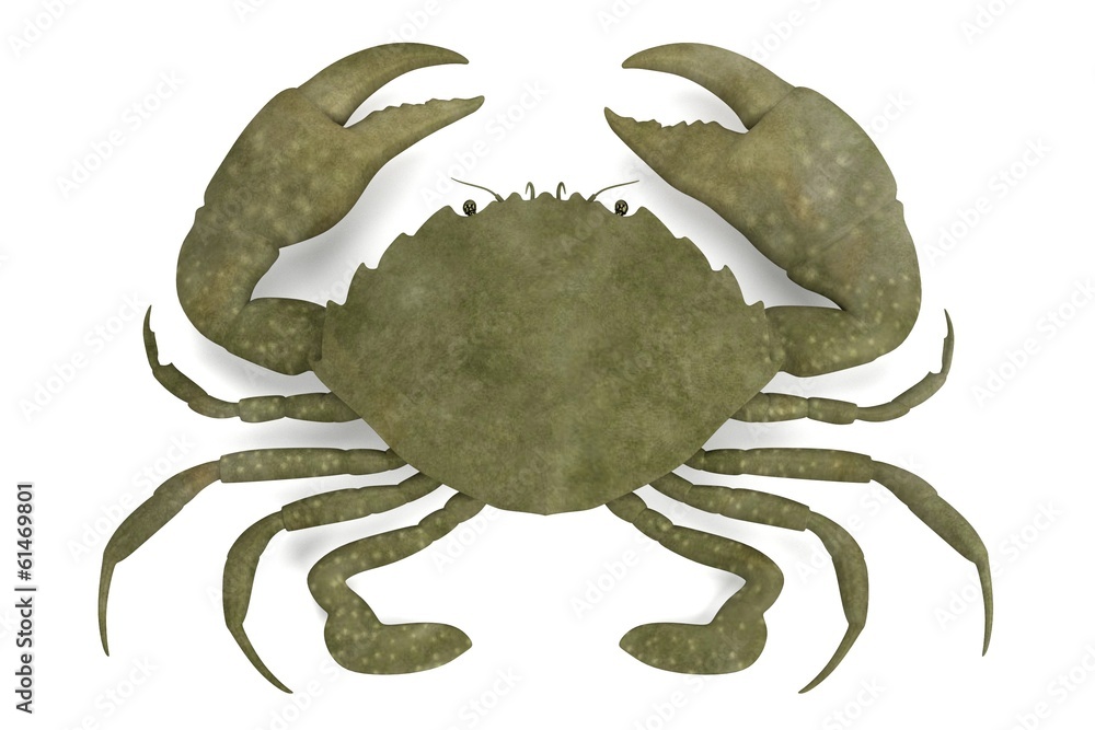 Obraz realistic 3d render of crustacean - scylla serrata