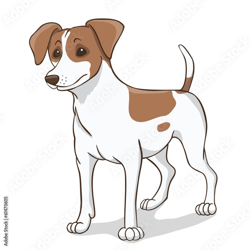 Jack russell  brown