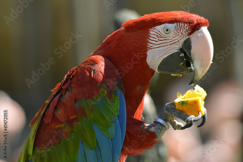 Portrait Scarlet macaw eating fruit © Christian Musat