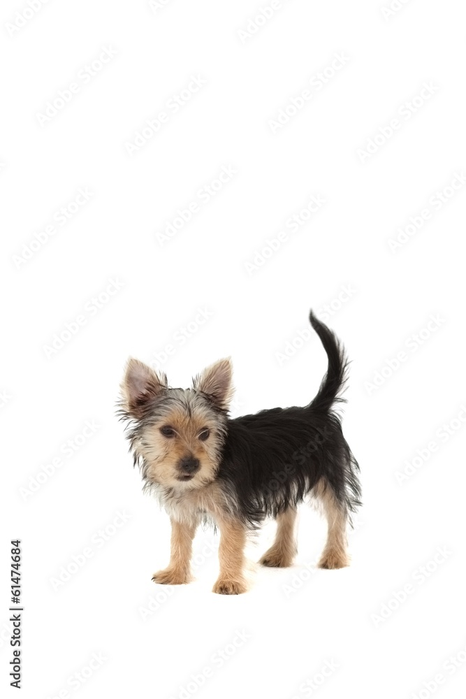 Cute yorkshire terrier puppy