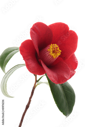 Papier peint Kurostubaki, black red camellia isolated on white background