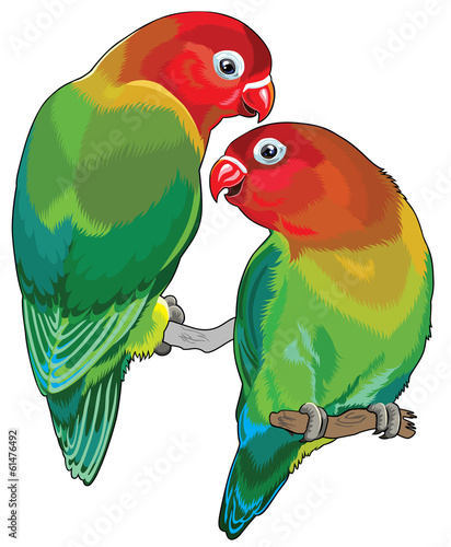 fischer's lovebird