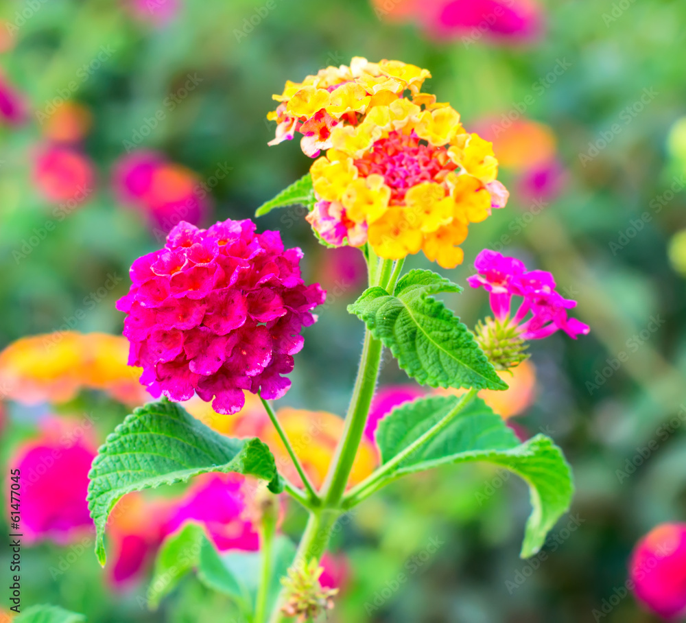Obraz premium Lantana Flowers camara, background