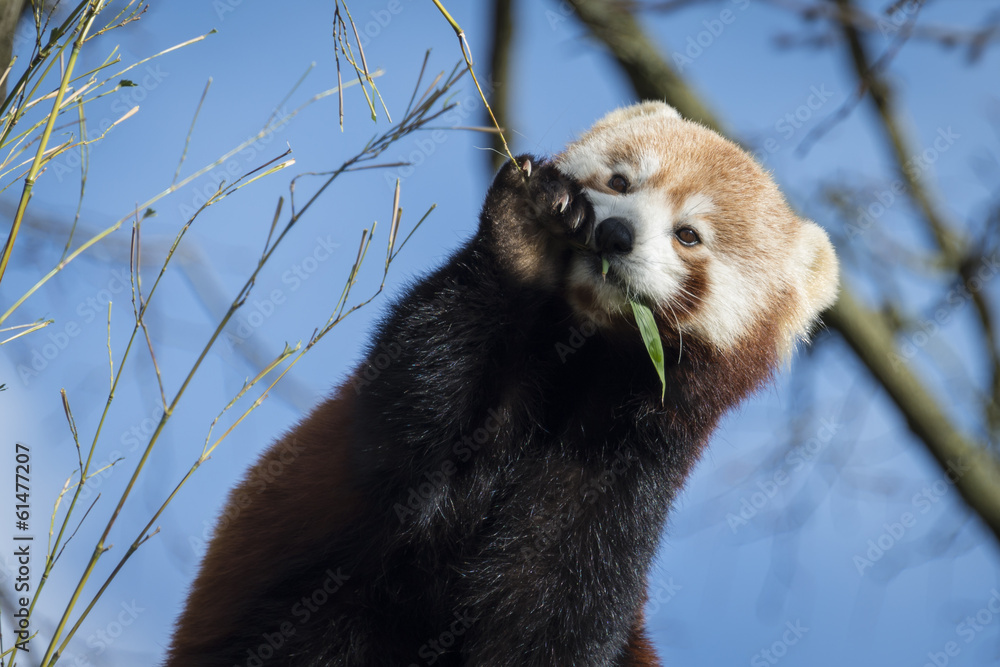 Fototapeta premium Red Panda