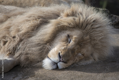 Fototapeta Naklejka Na Ścianę i Meble -  Sleeping male lion