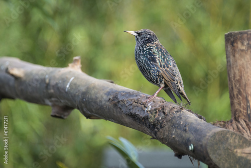 Starling