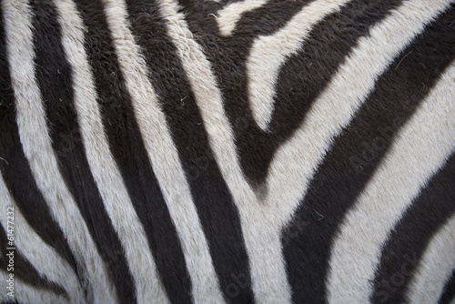 Zebra background