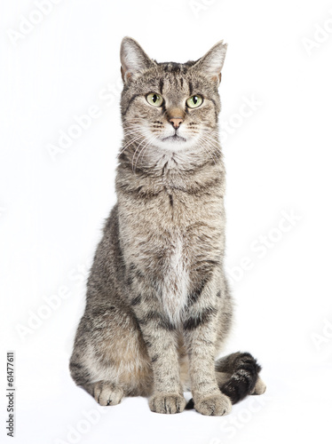 Fotografie tabby cat looking at the camera