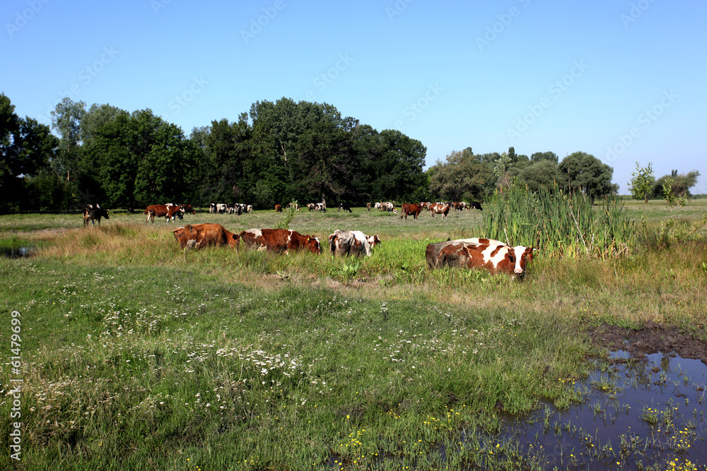 Obraz premium Cows in pasture