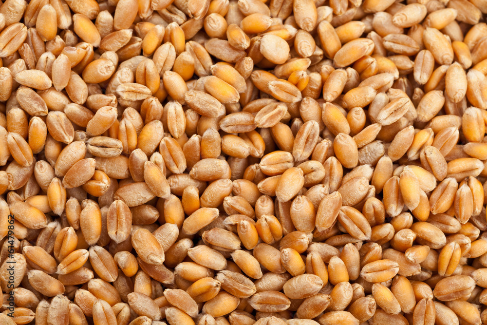 Wheat seed background Wheat seed background