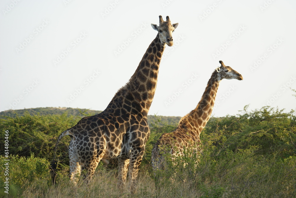 Obraz premium Animaux d'Afrique