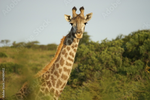 Animaux d'Afrique