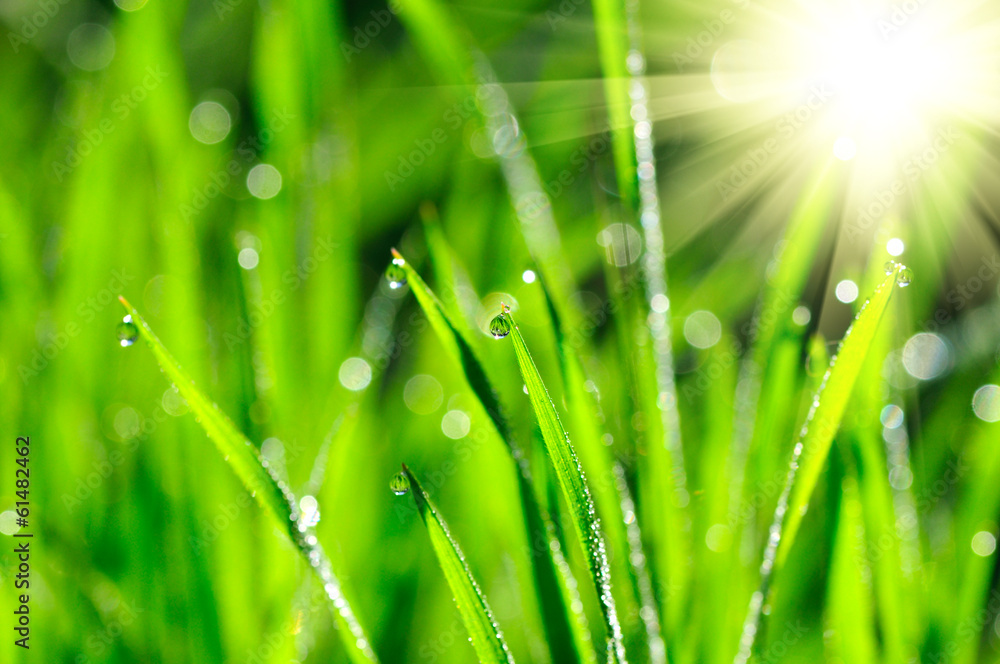 Obraz premium krople rosy