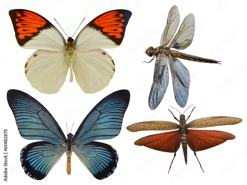 insects butterfly, dragonfly, grasshopper, dragonfly insects butterfly, dragonfly, grasshopper, dragonfly