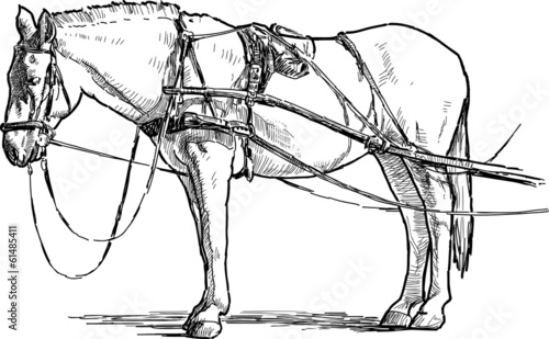 white horse in harness