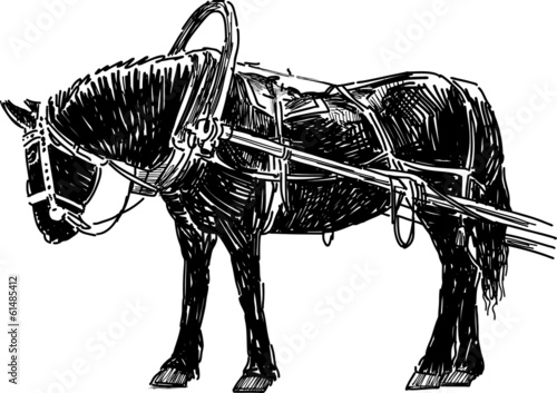 black horse in harness