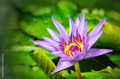 Water lily flower