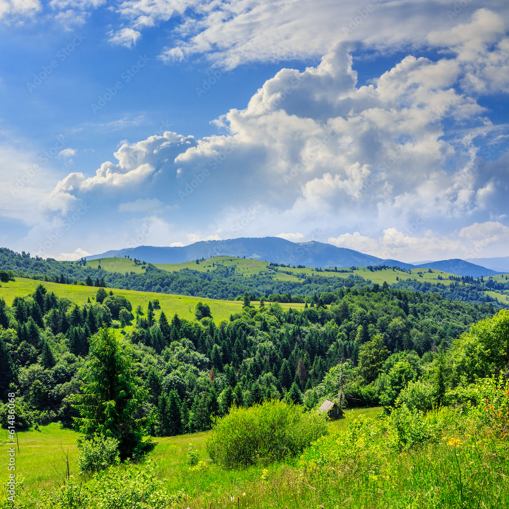 pine trees near valley in mountains  on hillside under sky with