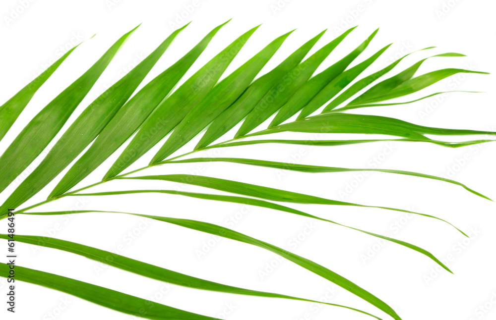 Green leaf of palm tree (Howea) isolated on white Green leaf of palm tree (Howea) isolated on white