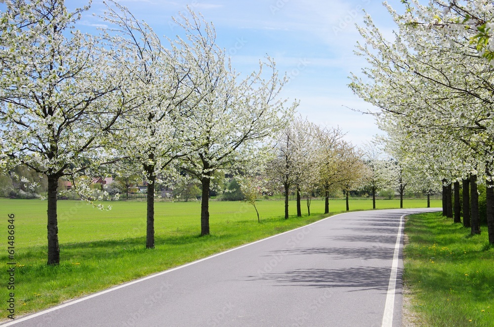 Kirschbluetenallee - cherry blossom avenue 02